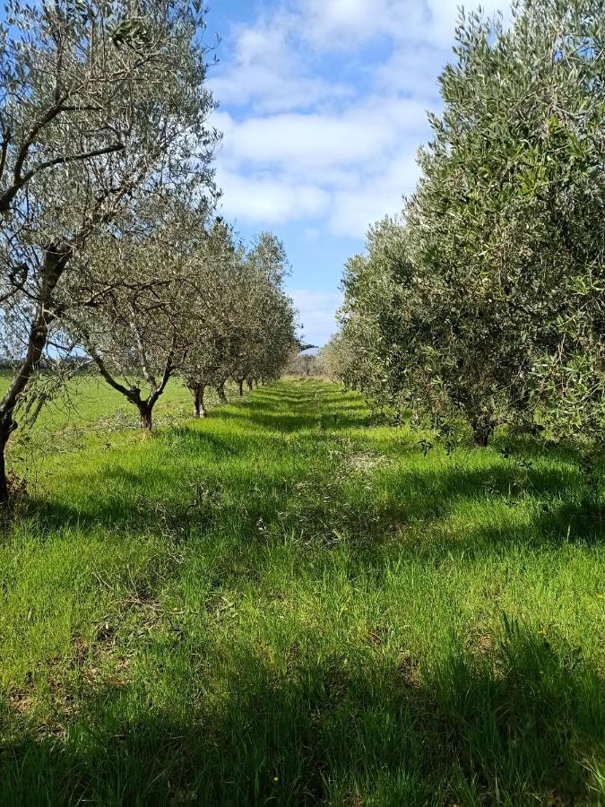 Bauernhof Il Cipresso Vada